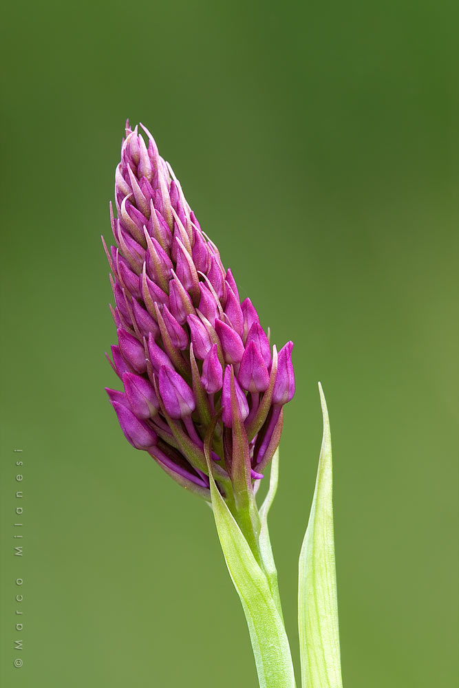 Anacamptis pyramidalis