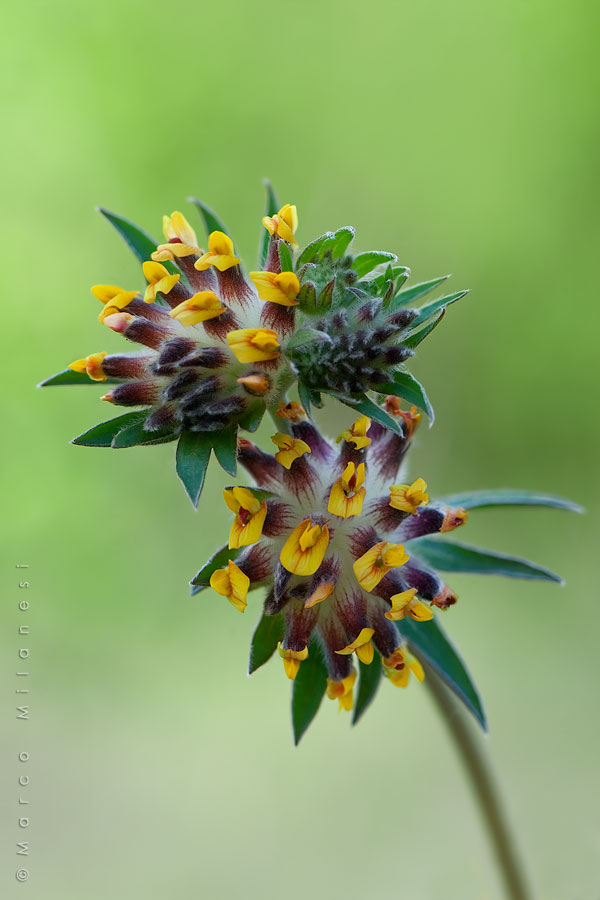 Anthyllis vulneraria