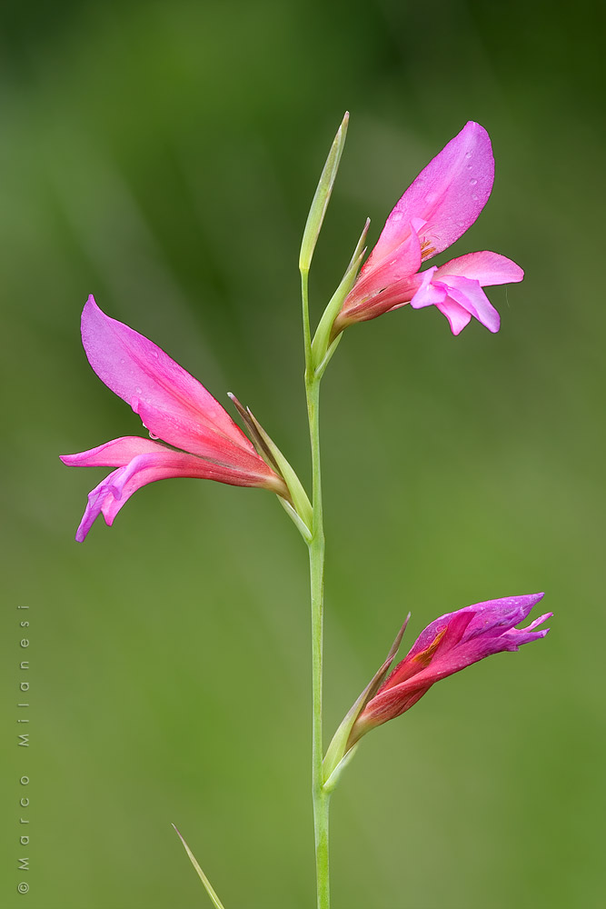 Gladiolus italicus