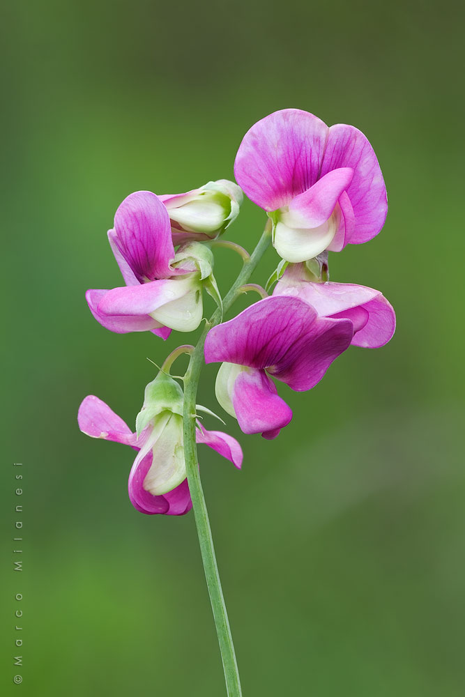 Lathyrus sylvestris