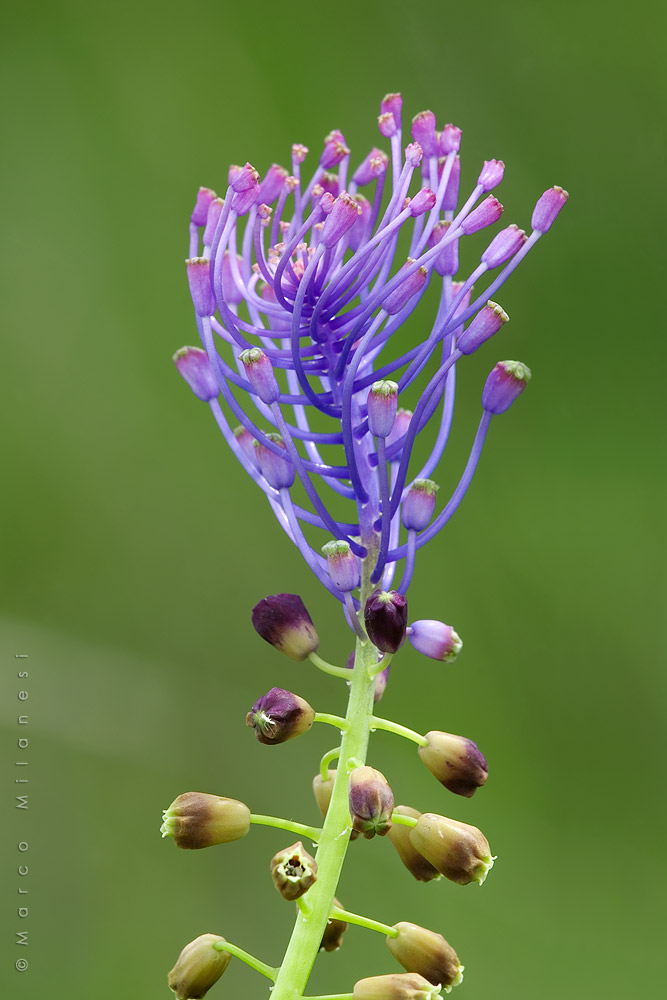 Leopoldia comosa