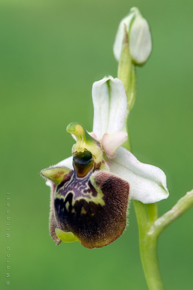 Ophrys fuciflora