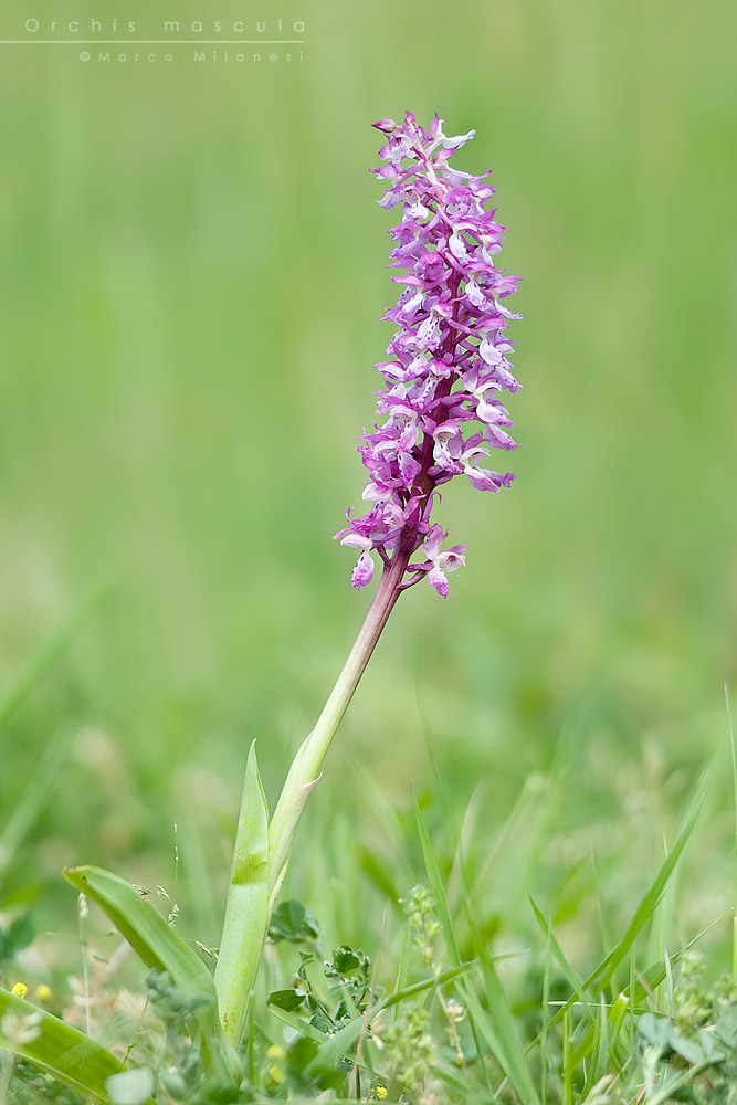 Orchis mascula
