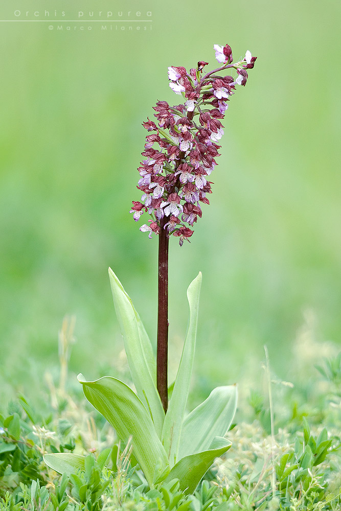 Orchis purpurea