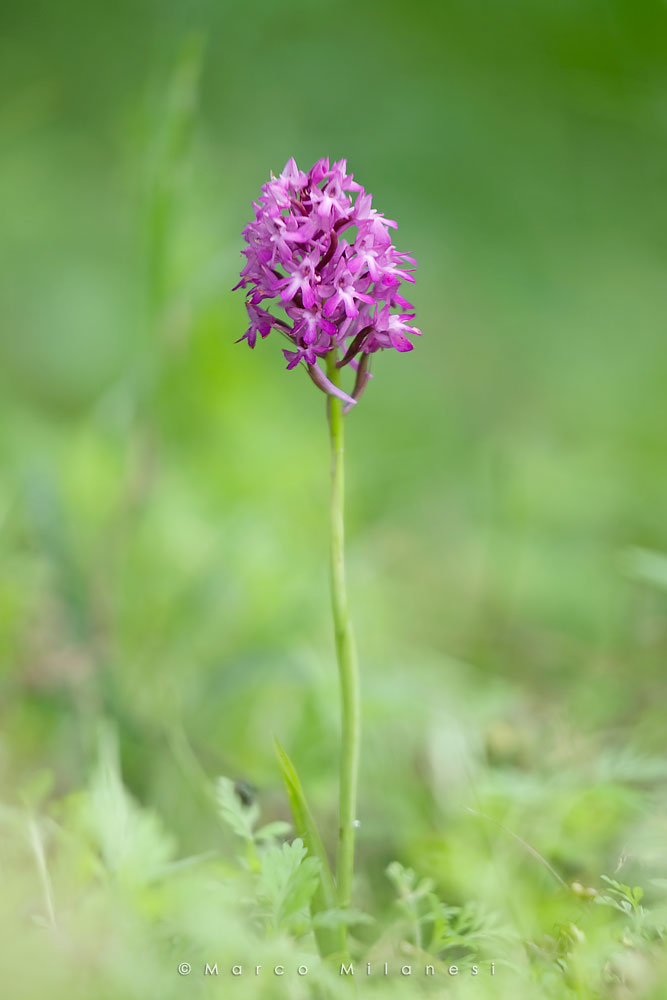 Wild Orchid Anacamptis