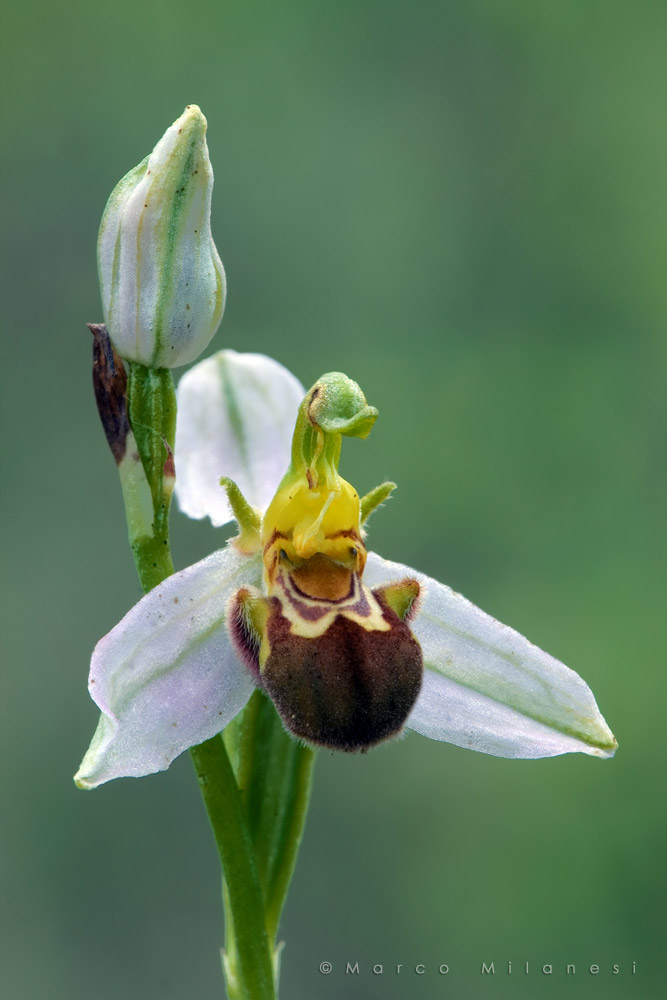 Ophrys apifera