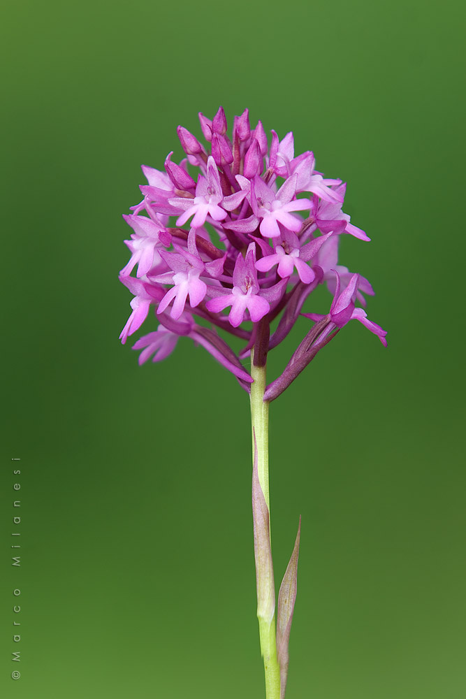 Anacamptis