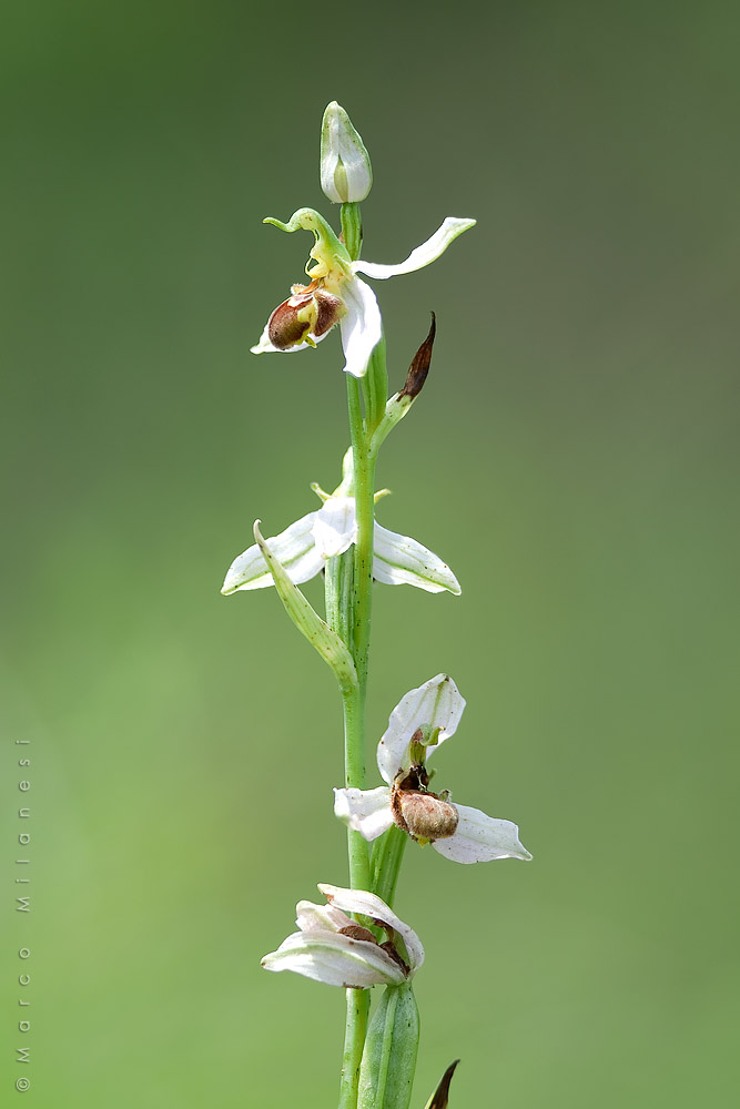 Ophrys apifera