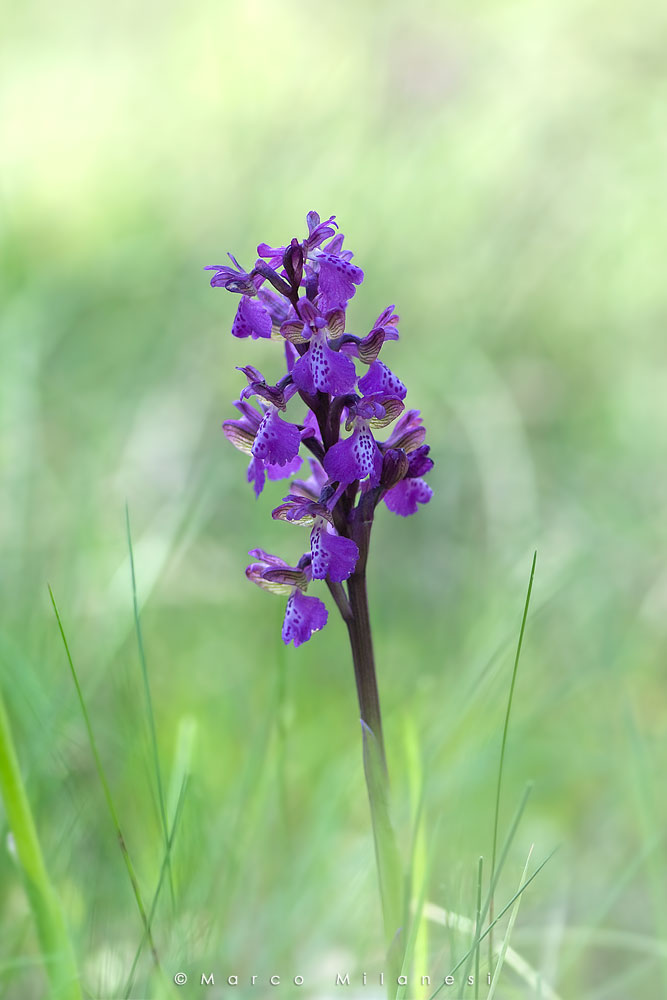 Orchis laxiflora