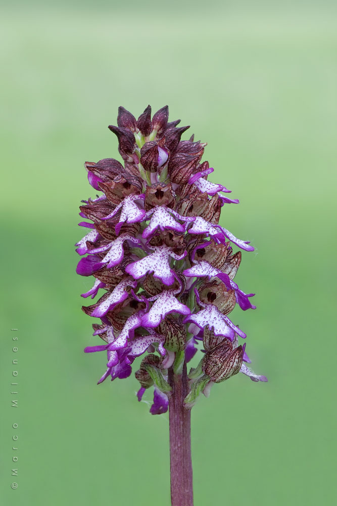 Orchis purpurea