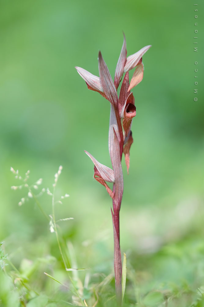 Serapias vemoracea by Mantide