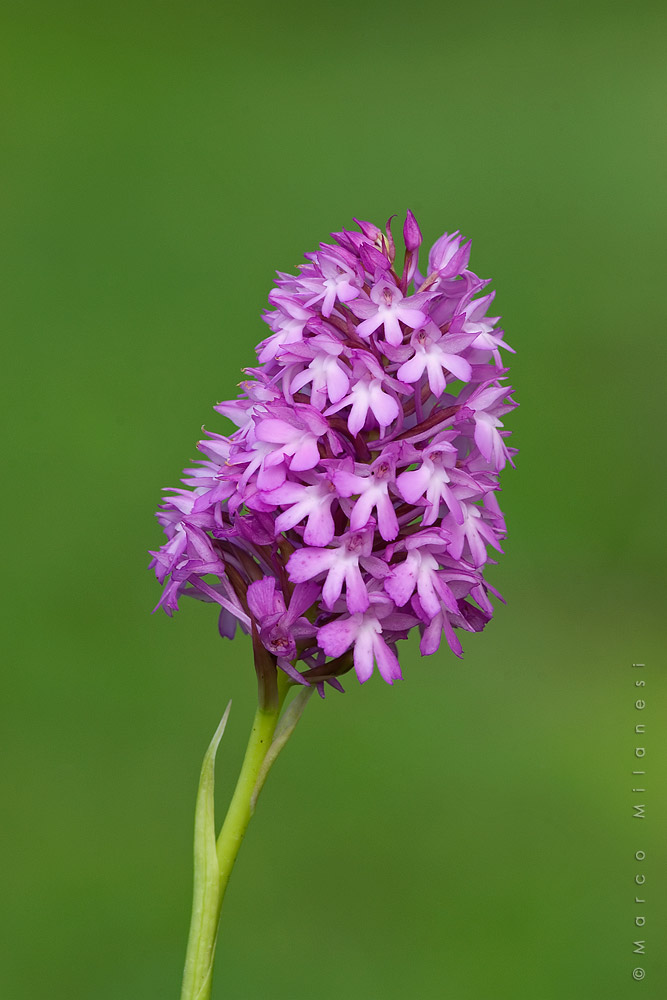 Anacamptis