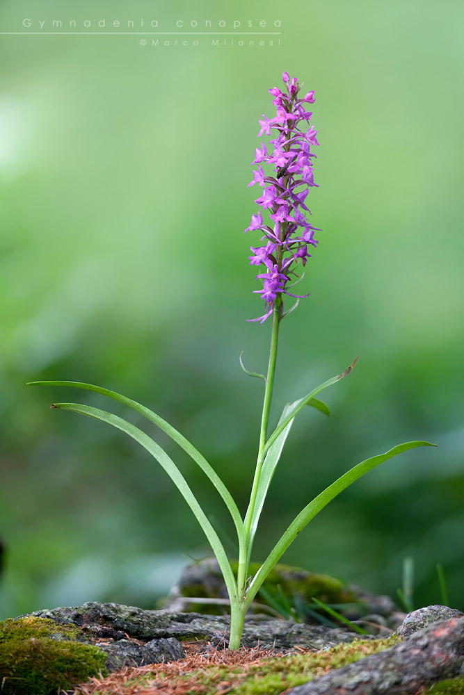 Gymnadenia conopsea 1000