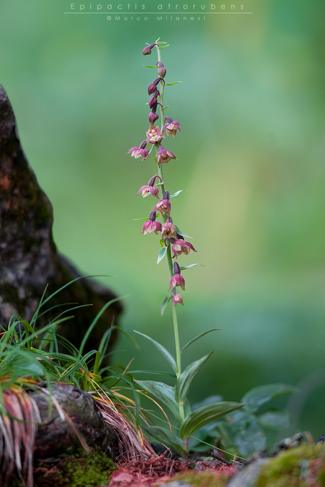 Epipactis atrorubens 1000