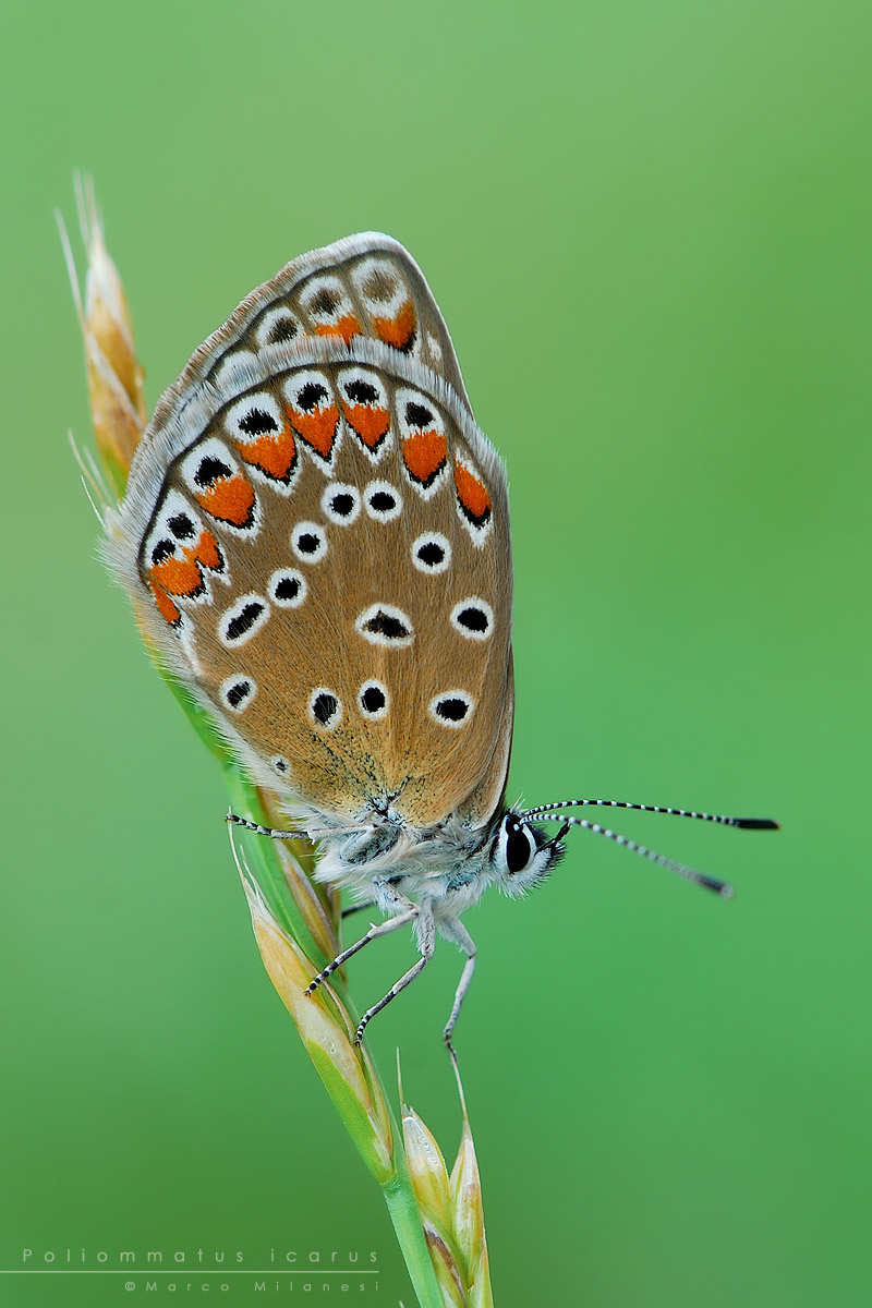 Poliommatus icarus