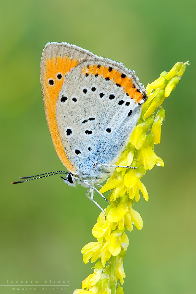 Lycaena dispar