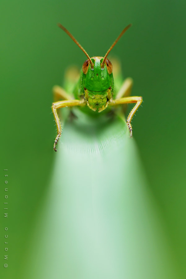 Cavalletta
