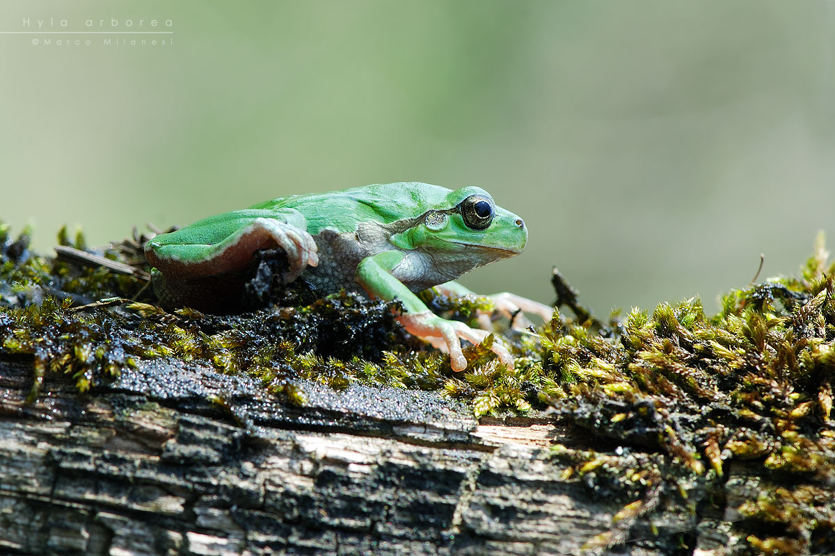 Hyla arborea