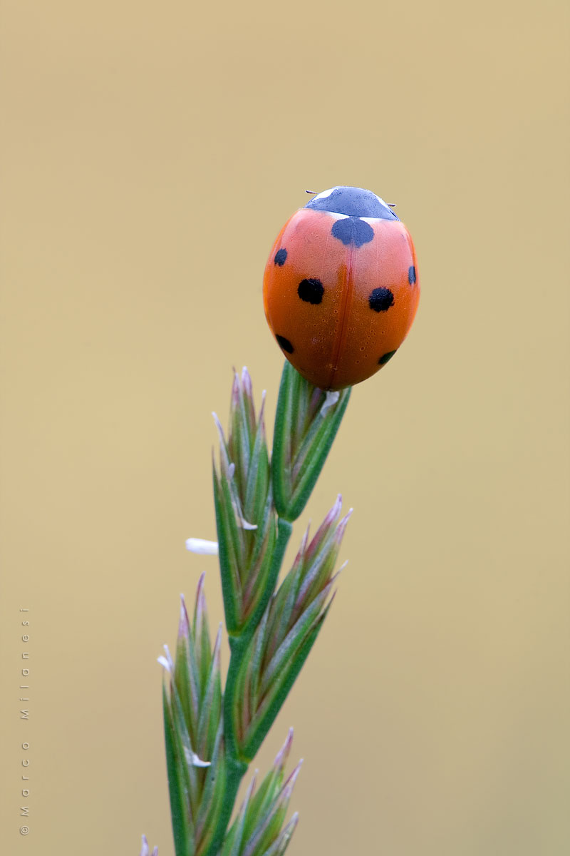 Ladybug