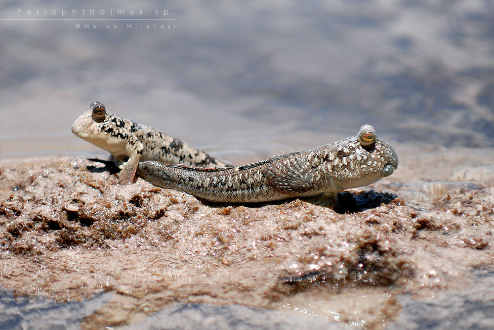 Periophthalmus