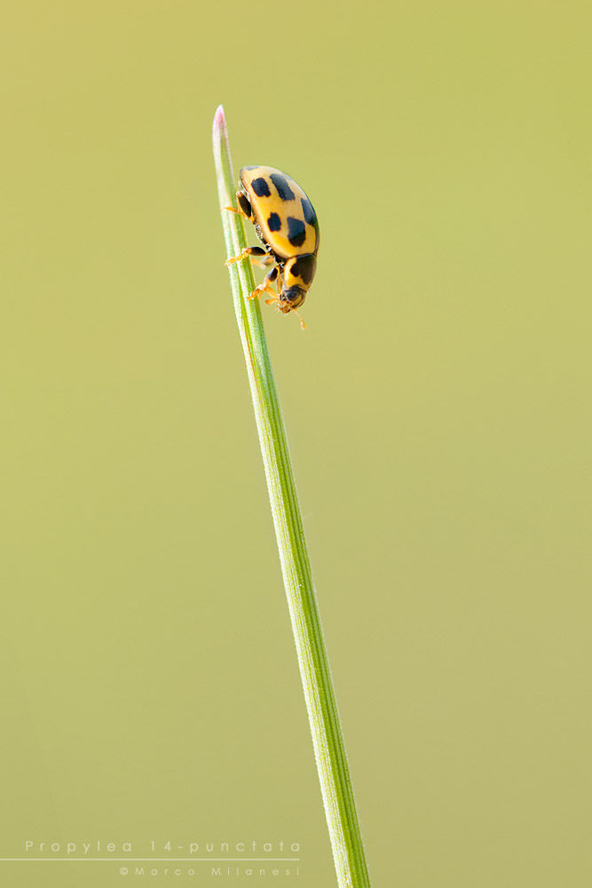 Propylea 14 punctata