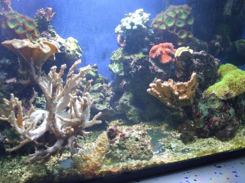 acquario 001