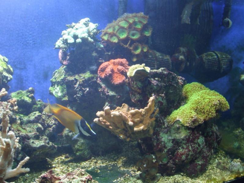 acquario 002