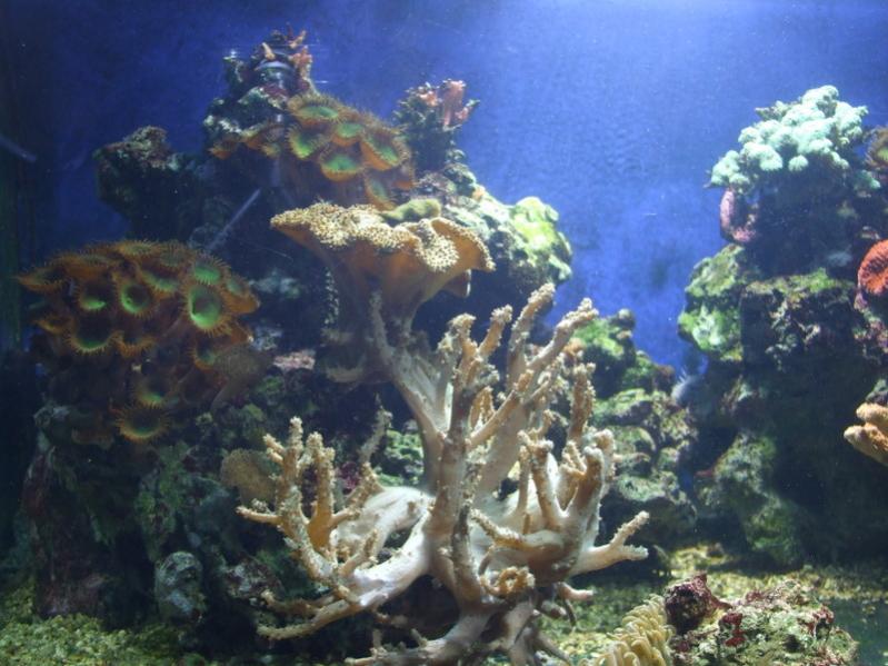 acquario 003