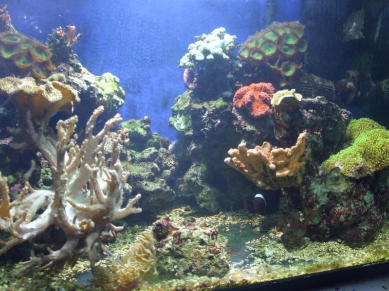 acquario 004