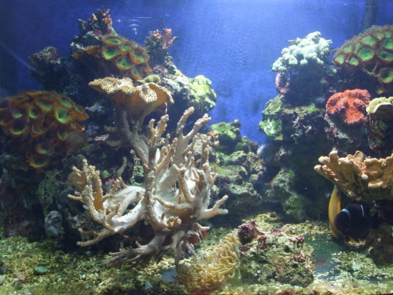 acquario 005