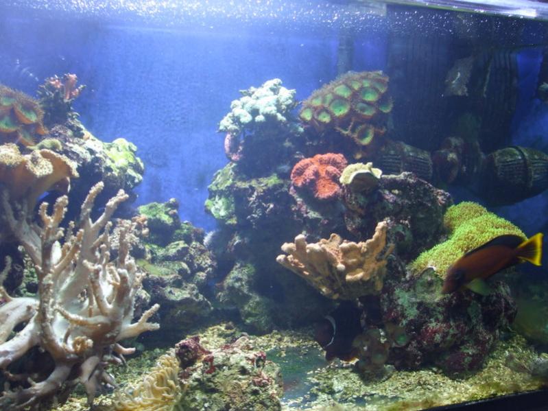 acquario 006