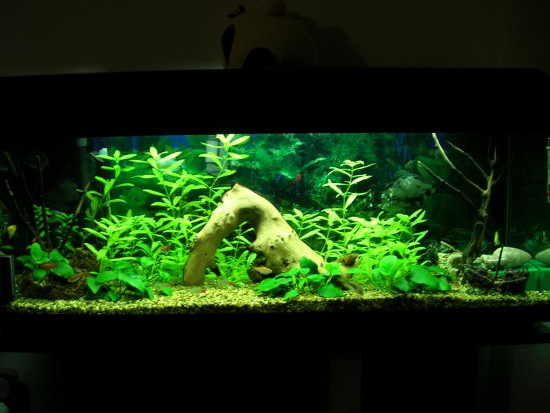 Il mio acquario