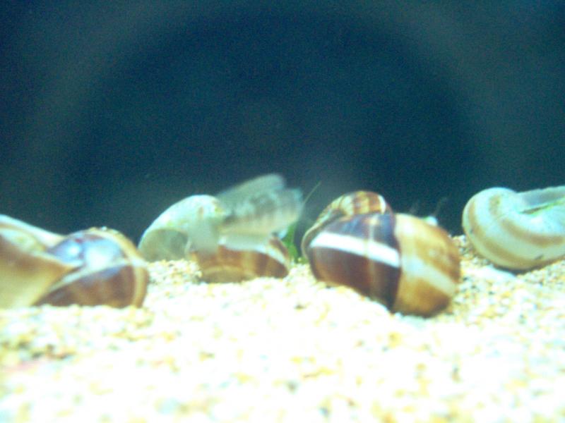 stappersi