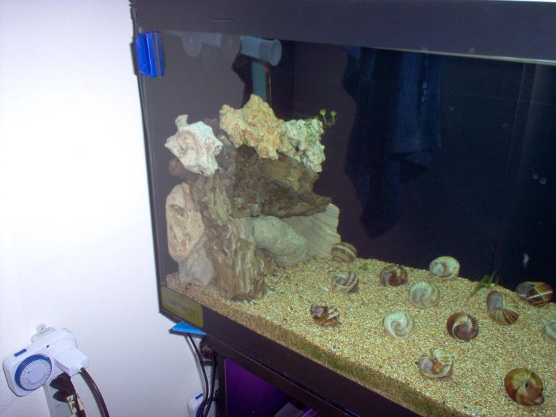 Rocciata dx