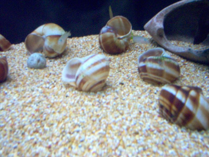 Multifasciatus