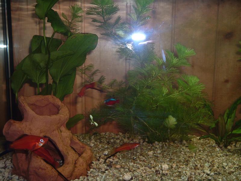 Cryptocoryne e limnophilla
