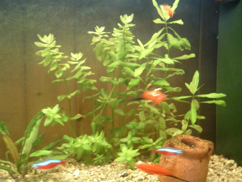 hygrophilla e bacopa