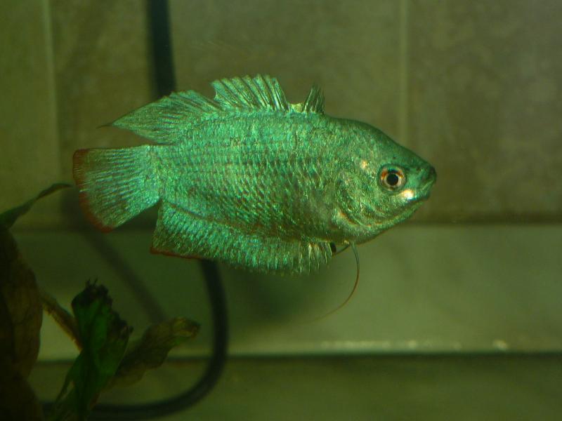 coralia lalia blu(maschio)