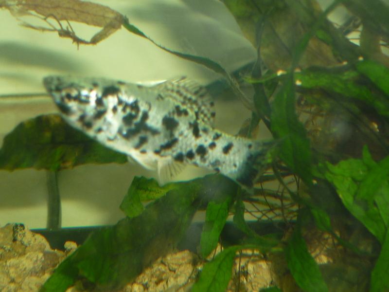 Platy maculato femmina