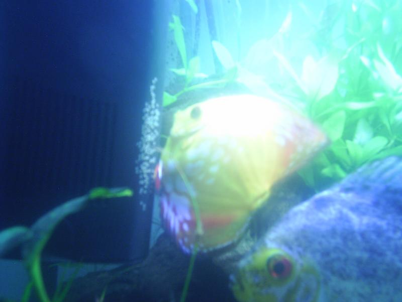 PIC 0036