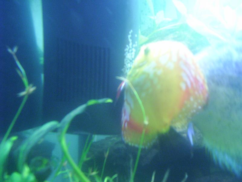 PIC 0038