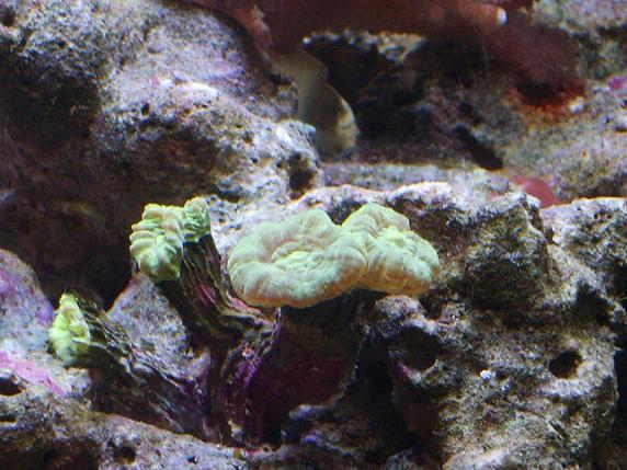 caulastrea verde 16 2 10