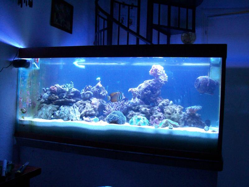 1http://www.acquariofilia.biz/album.php?albumid=449&pictureid=2630