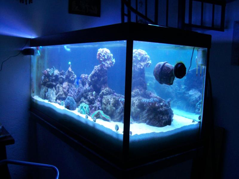 2http://www.acquariofilia.biz/album.php?albumid=449&pictureid=2631