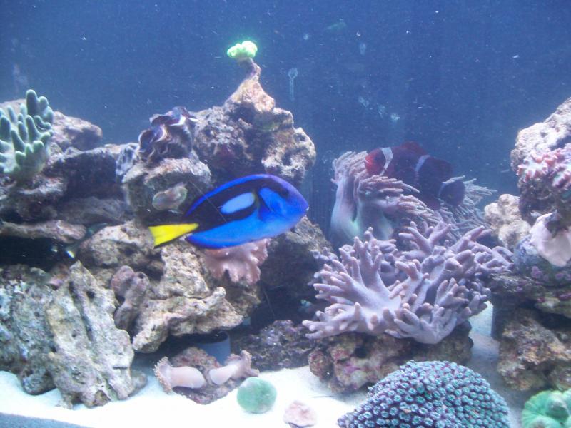 4http://www.acquariofilia.biz/album.php?albumid=449&pictureid=2633