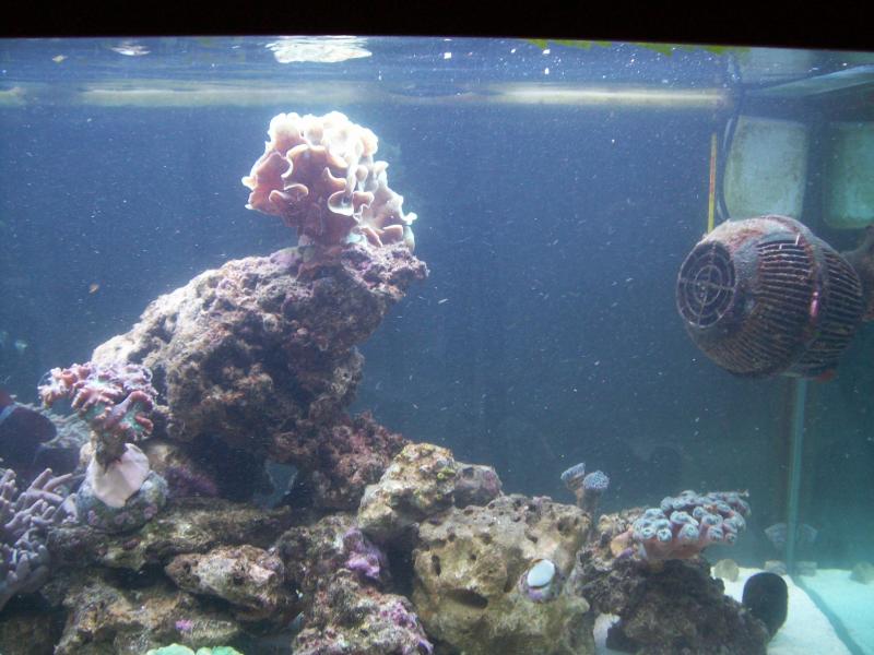 6http://www.acquariofilia.biz/album.php?albumid=449&pictureid=2635