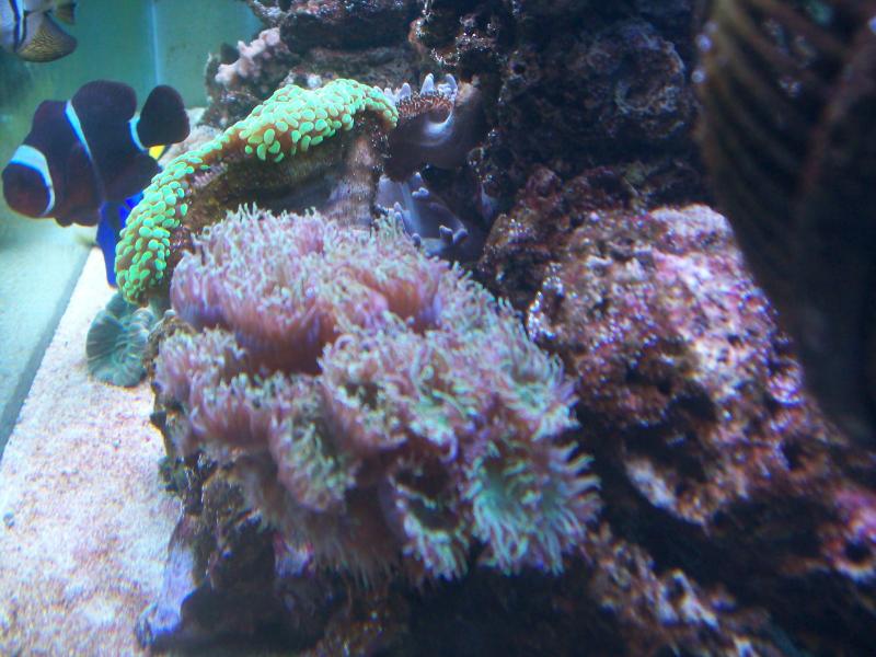 100 2537http://www.acquariofilia.biz/album.php?albumid=449&pictureid=2636