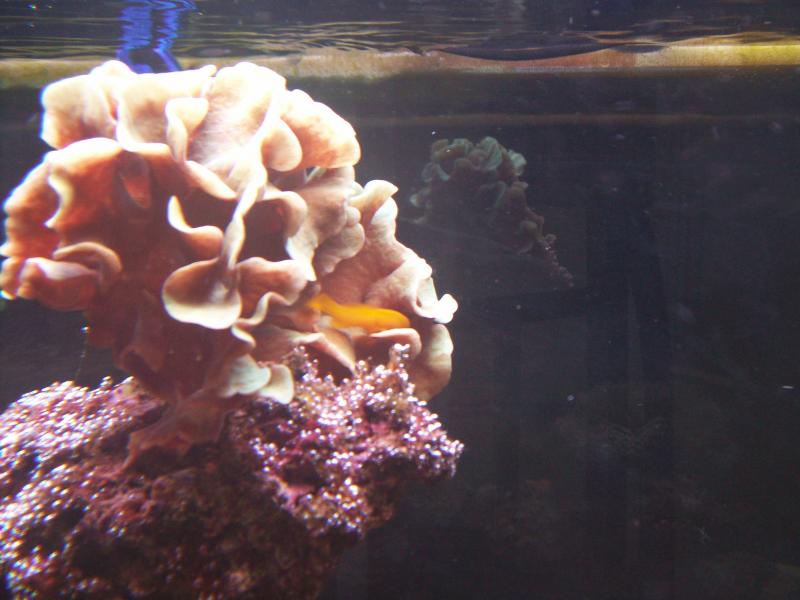100 2538http://www.acquariofilia.biz/album.php?albumid=449&pictureid=2637