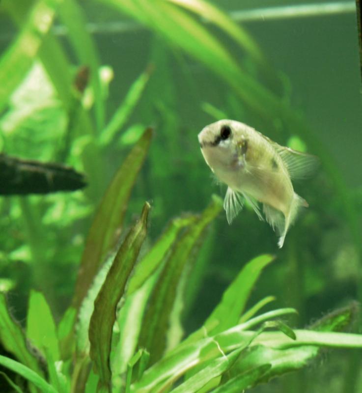 anomalochromis thomasi f