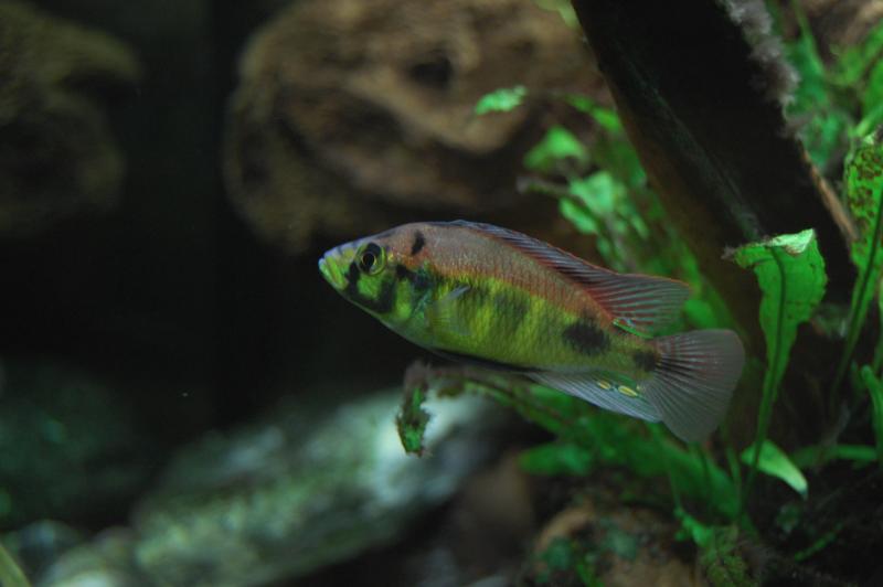 astatotilapia aeneocolor